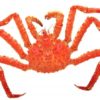 特大タラバガニ姿