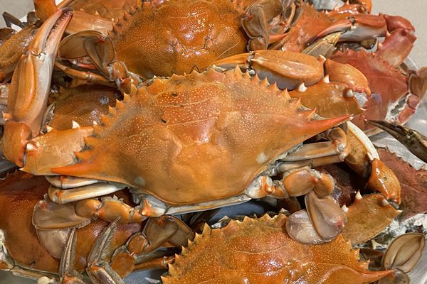 真っ赤に茹で上がったブルークラブ Blue crab