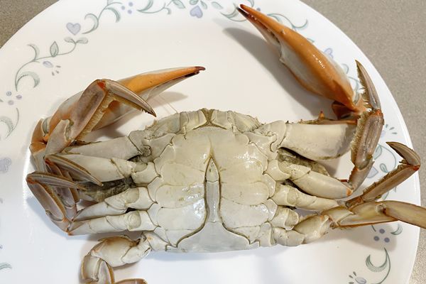 蒸し上がったブルークラブの腹側