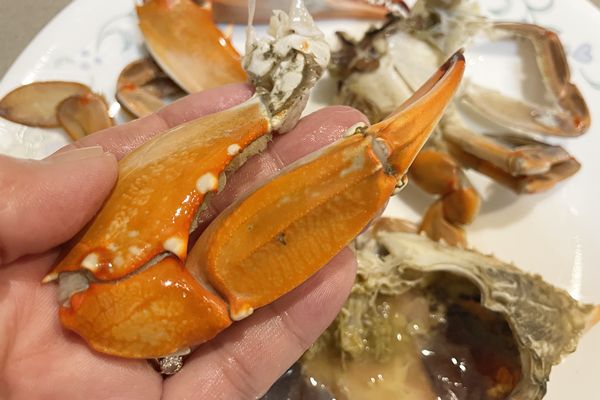 蒸し上がったブルークラブの爪