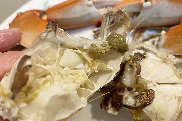 ワタリガニに似たブルークラブの身の断面