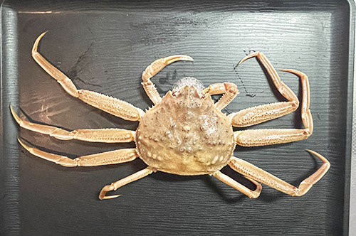セコガニ 実食レビュー