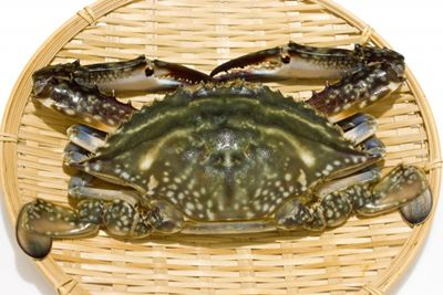 日本のワタリガニの姿